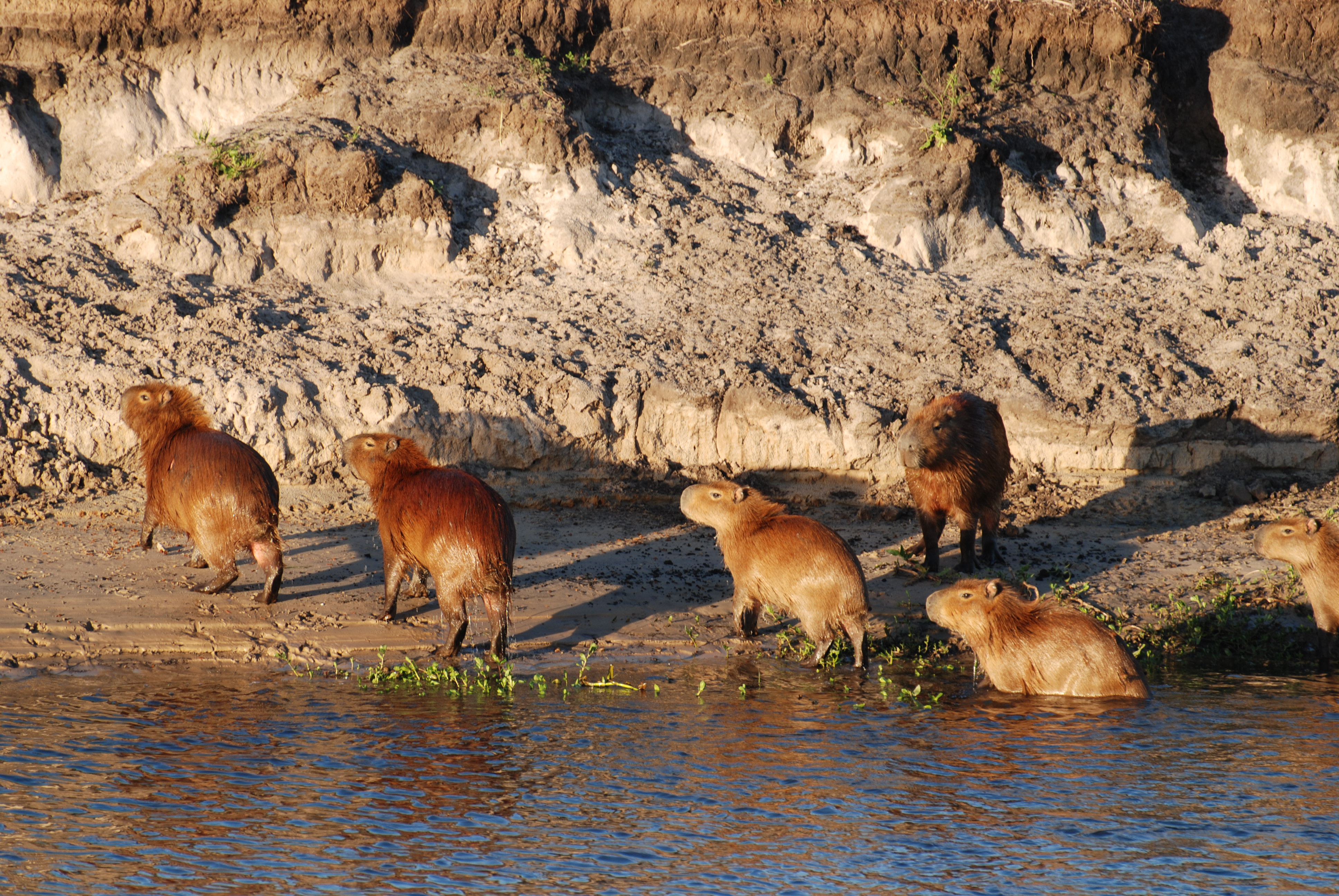 Capybaras